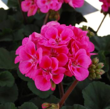 Pelargonium x hortorum 'Savannah Pink'