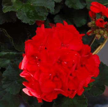 Pelargonium x hortorum 'Savannah Red'
