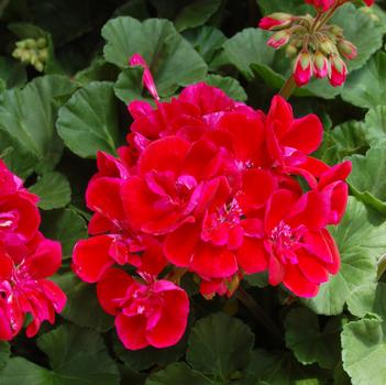 Pelargonium x hortorum 'Savannah Ruby Sizzle'