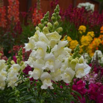 Antirrhinum majus Snapshot™