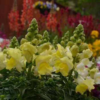 Antirrhinum majus Snapshot™