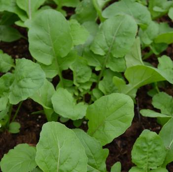Arugula sativa 'Adagio'