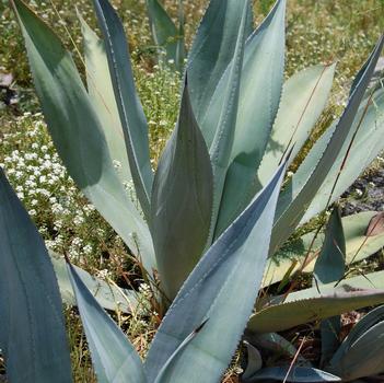 Agave franzosinii
