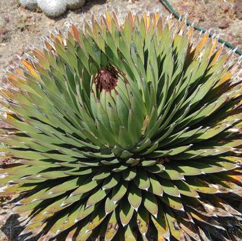 Agave ocahui var. ocahui