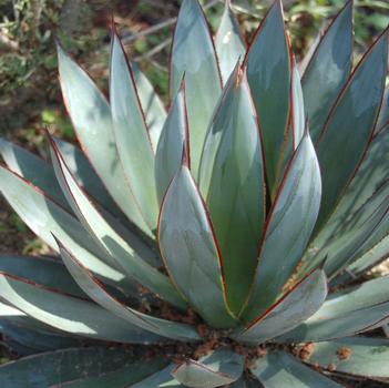 Agave 'Blue Glow'