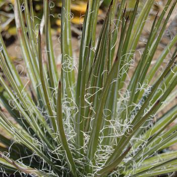 Agave multifilifera