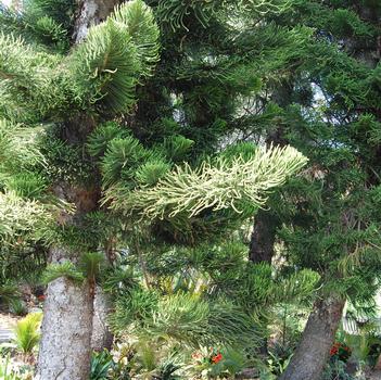 Araucaria columnaris