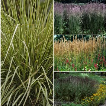 Calamagrostis 'Multiple Varieties'