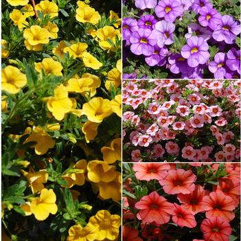 Calibrachoa Aloha 'Multiple Varieties'