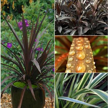 Cordyline Centerpiece™ Collection