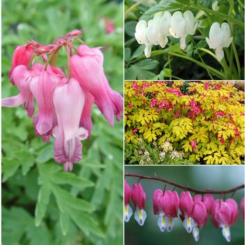 Dicentra 'Multiple Varieties'