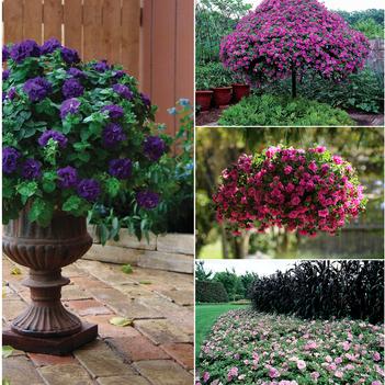 Petunia Double Wave® Series