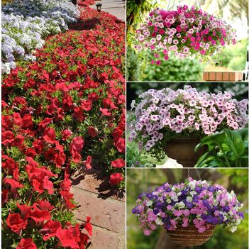 Petunia Shock Wave™ Series