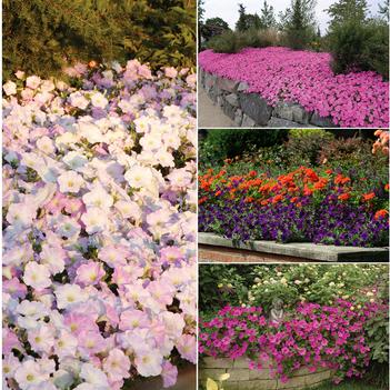 Petunia Wave® Series
