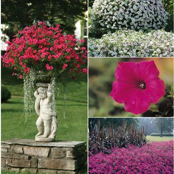 Petunia Tidal Wave™ Series