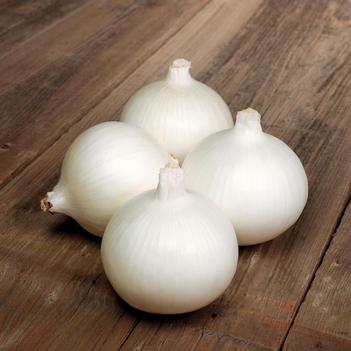 Allium 'Bello Blanco'