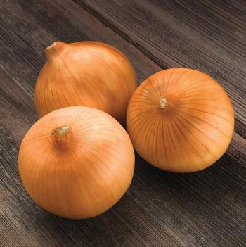 Allium 'Spanish Medallion F1'