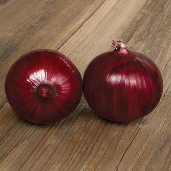 Allium 'Vino Tinto F1'