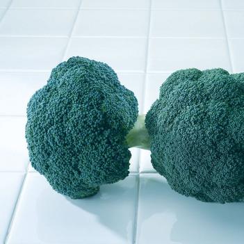 Brassica oleracea var. italica 'Destiny'