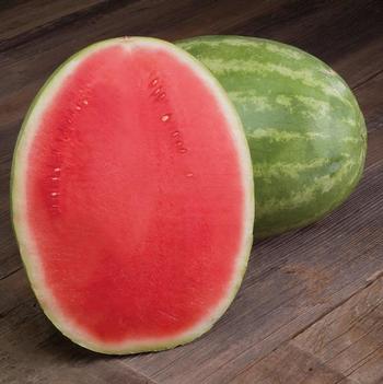 Citrullus 'Provider F1'