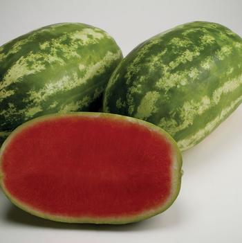 Citrullus 'Sweet Fashion F1'