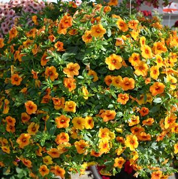 Calibrachoa Aloha 'Tiki Mango'