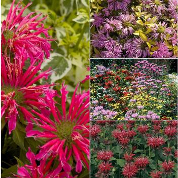 Monarda 'Multiple Varieties'