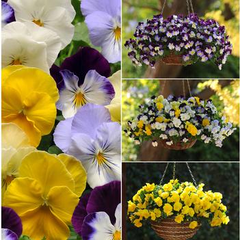 Viola x wittrockiana Cool Wave™ Series