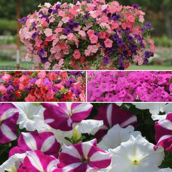 Petunia Easy Wave® 'Series'