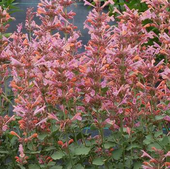 Agastache Kudos™