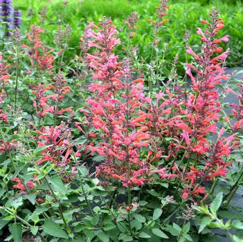 Agastache Kudos™