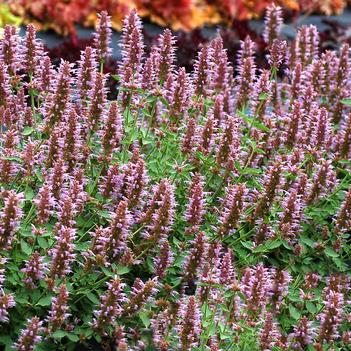 Agastache Kudos™ 'Silver Blue'