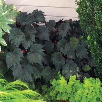 Begonia Cool Breeze™ 'Emerald'