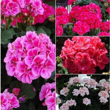 Pelargonium x hortorum 'Savannah Series'