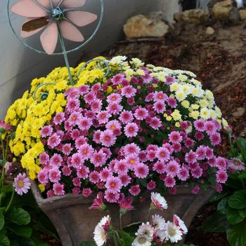 Chrysanthemum x morifolium 'Multiple Varieties'