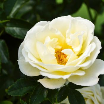 Rosa 'Popcorn Drift®'