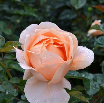 Rosa 'Abbaye de Cluny™'