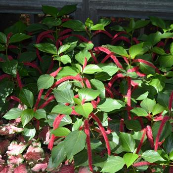 Acalypha hispida