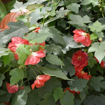 Abutilon 'Bella Deep Coral'