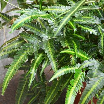 Arachniodes simplicior 'Variegata'