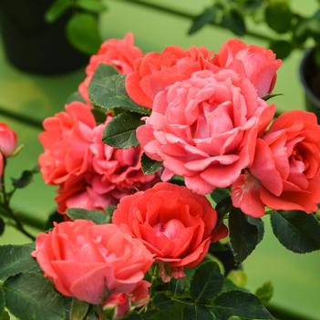 Rosa 'Coral Drift®'
