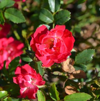 Rosa 'Red Drift®'