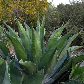 Agave salmiana var. ferox 'Logan Calhoun'