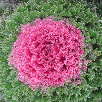 Brassica oleracea 'Glamour Red'