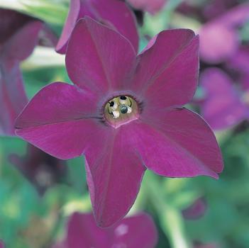 Nicotiana x alata Perfume 'Deep Purple'