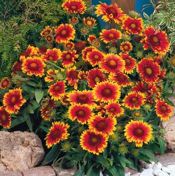 Gaillardia 'Arizona Sun'