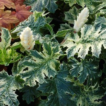 Acanthus 'Whitewater'