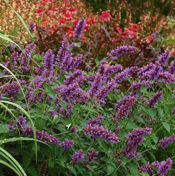 Agastache 'Blue Boa'