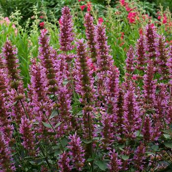 Agastache 'Violet Vision'