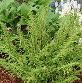 Astrantia major 'Dre's Dagger'